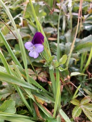 Viola disjuncta