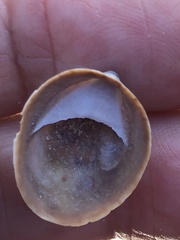 Crepidula convexa