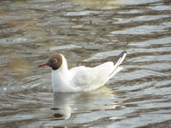 Chroicocephalus ridibundus