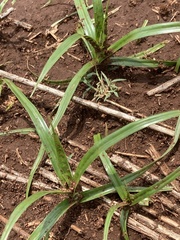 Cyperus esculentus