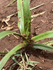 Cyperus esculentus