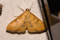Loxomorpha flavidissimalis