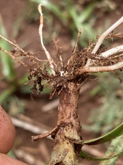 Cyperus esculentus