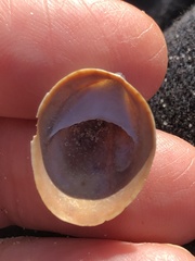 Crepidula convexa