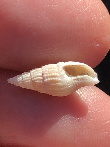 Costoanachis translirata (Ravenel, 1861)