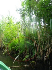 Thelypteris palustris