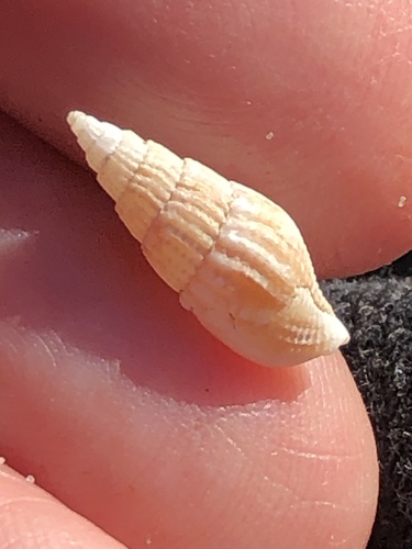 Well-ribbed Dove Snail