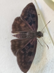 Anastrus sempiternus