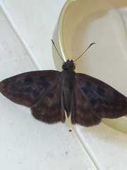Anastrus sempiternus