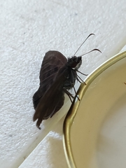Anastrus sempiternus