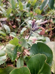 Dracocephalum grandiflorum