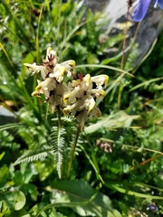 Pedicularis compacta