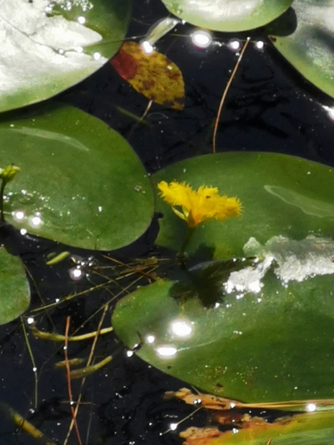 Nymphoides fallax (Nymphoides fallax)