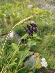 Carex aterrima