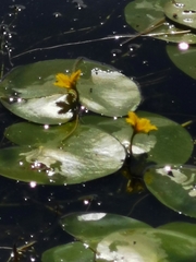 Nymphoides fallax