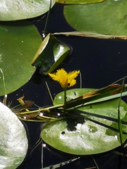 Nymphoides fallax