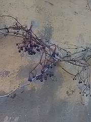 Parthenocissus tricuspidata