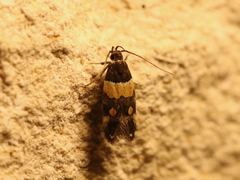 Triclonella determinatella