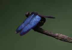 Zenithoptera lanei