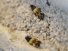 Triclonella determinatella