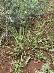 Setaria incrassata