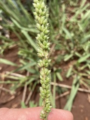 Setaria incrassata