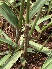 Setaria incrassata