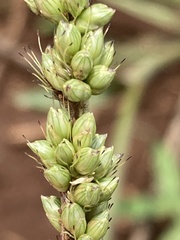 Setaria incrassata