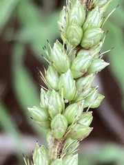 Setaria incrassata