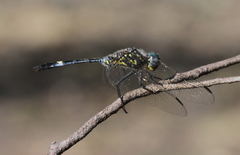 Zygonoides lachesis