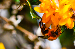 Cadeguala occidentalis