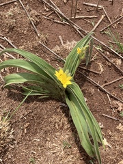 Hypoxis hemerocallidea