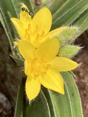 Hypoxis hemerocallidea