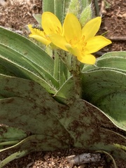 Hypoxis hemerocallidea