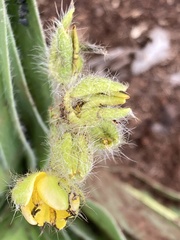 Hypoxis hemerocallidea