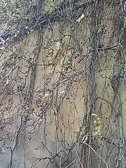 Parthenocissus tricuspidata