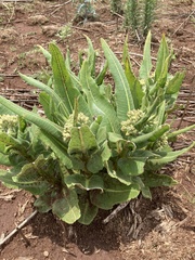 Xysmalobium undulatum