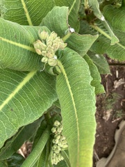 Xysmalobium undulatum
