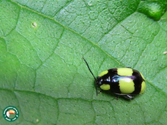 Alagoasa libentina