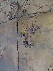 Parthenocissus tricuspidata