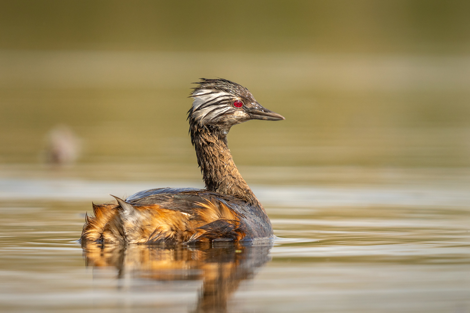 White-tufted Grebe illustration
