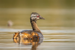 White-Tufted Grebe photo 1