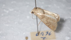 Caradrina clavipalpis