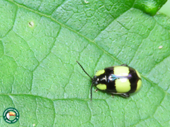 Alagoasa libentina