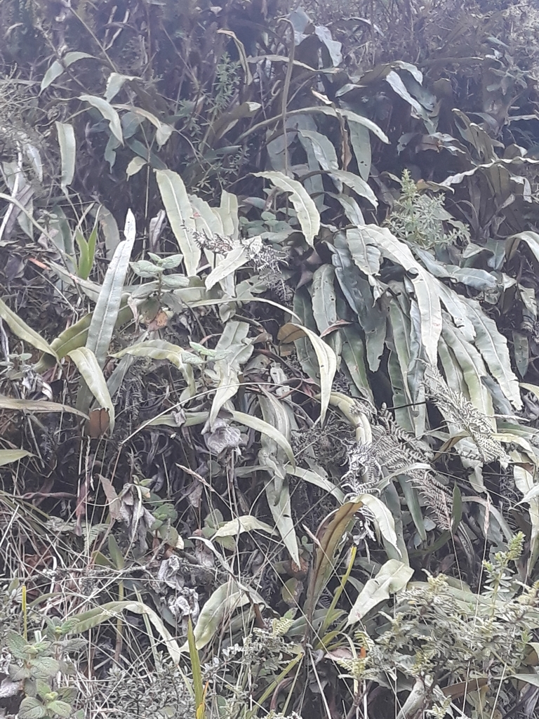Elaphoglossum cuspidatum