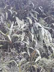 Elaphoglossum cuspidatum