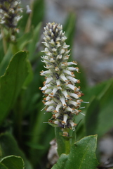 Lagotis integrifolia