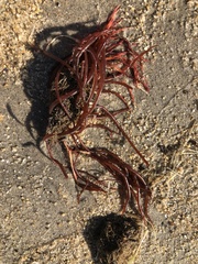 Sarcodiotheca