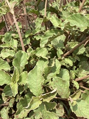 Amaranthaceae