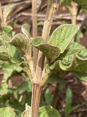 Amaranthaceae